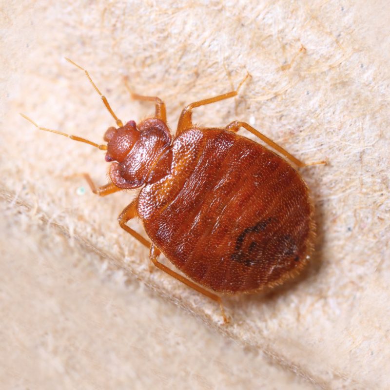 Eine Bettwanze krabbelt über ein Bettuch