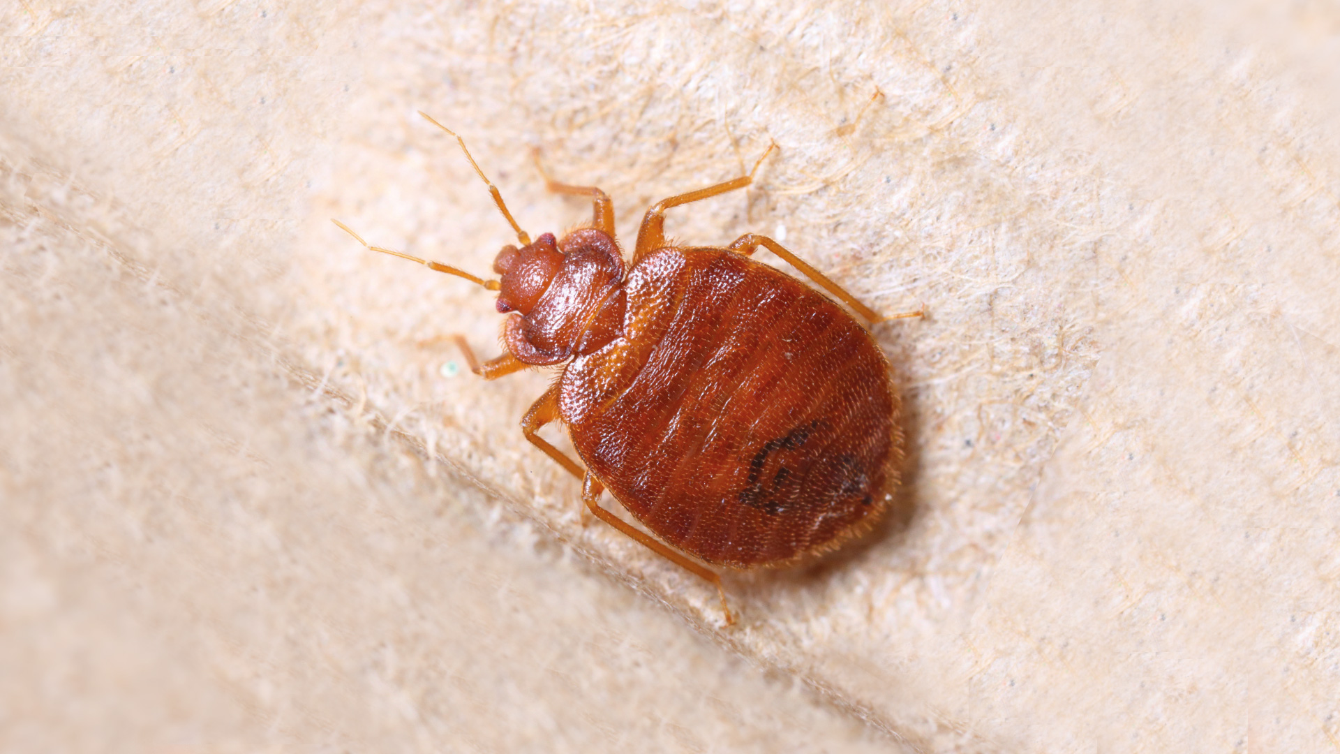 Eine Bettwanze krabbelt über ein Bettuch