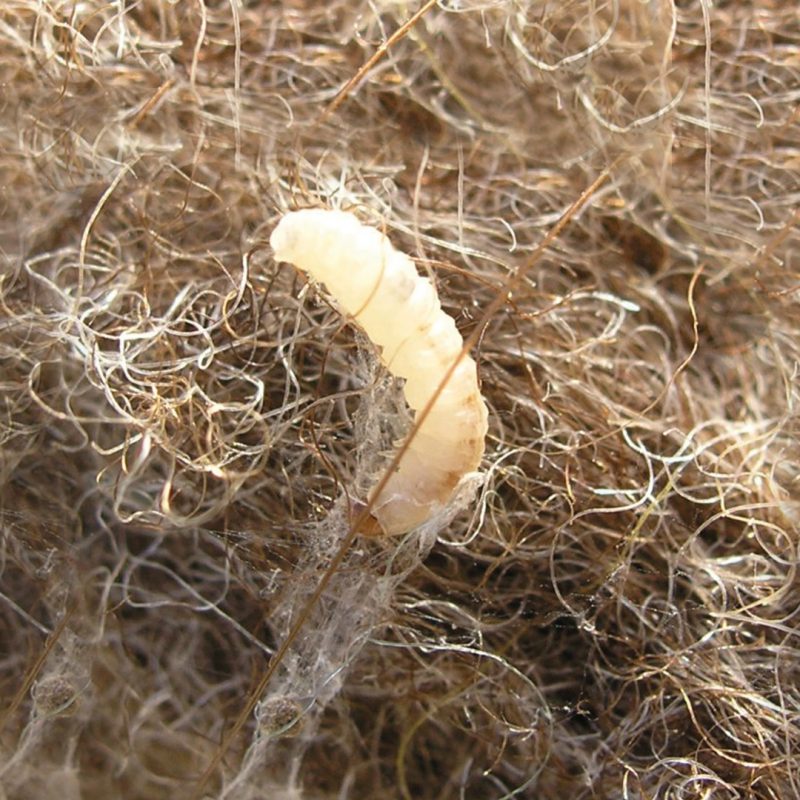 Larve der Kleidermotte