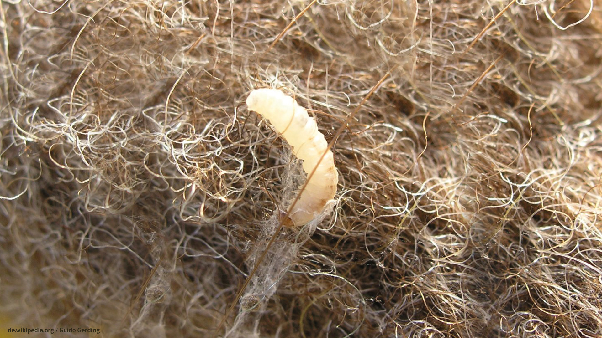 Larve der Kleidermotte