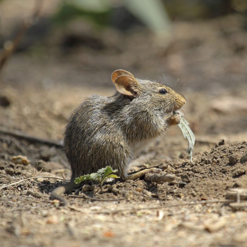 Hausmaus isst etwas im Dreck