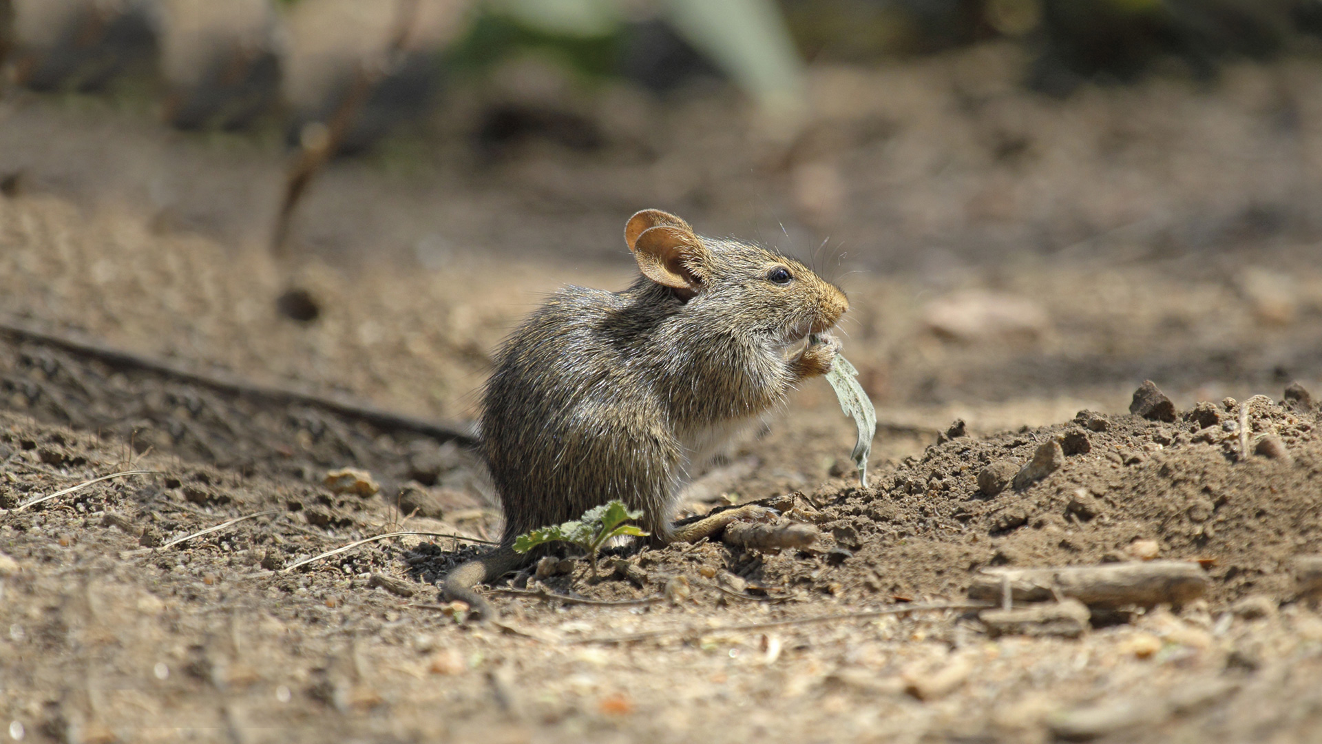 Mus-musculus-471796805 Hausmaus isst etwas im Dreck