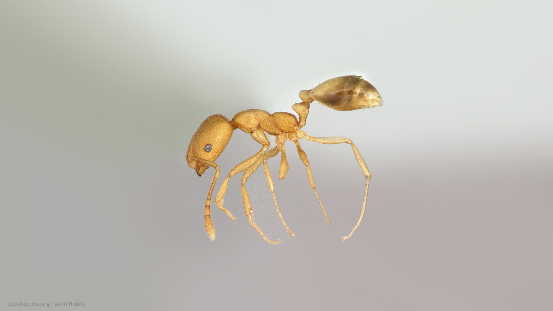 Pharaoameise Pharaoameise