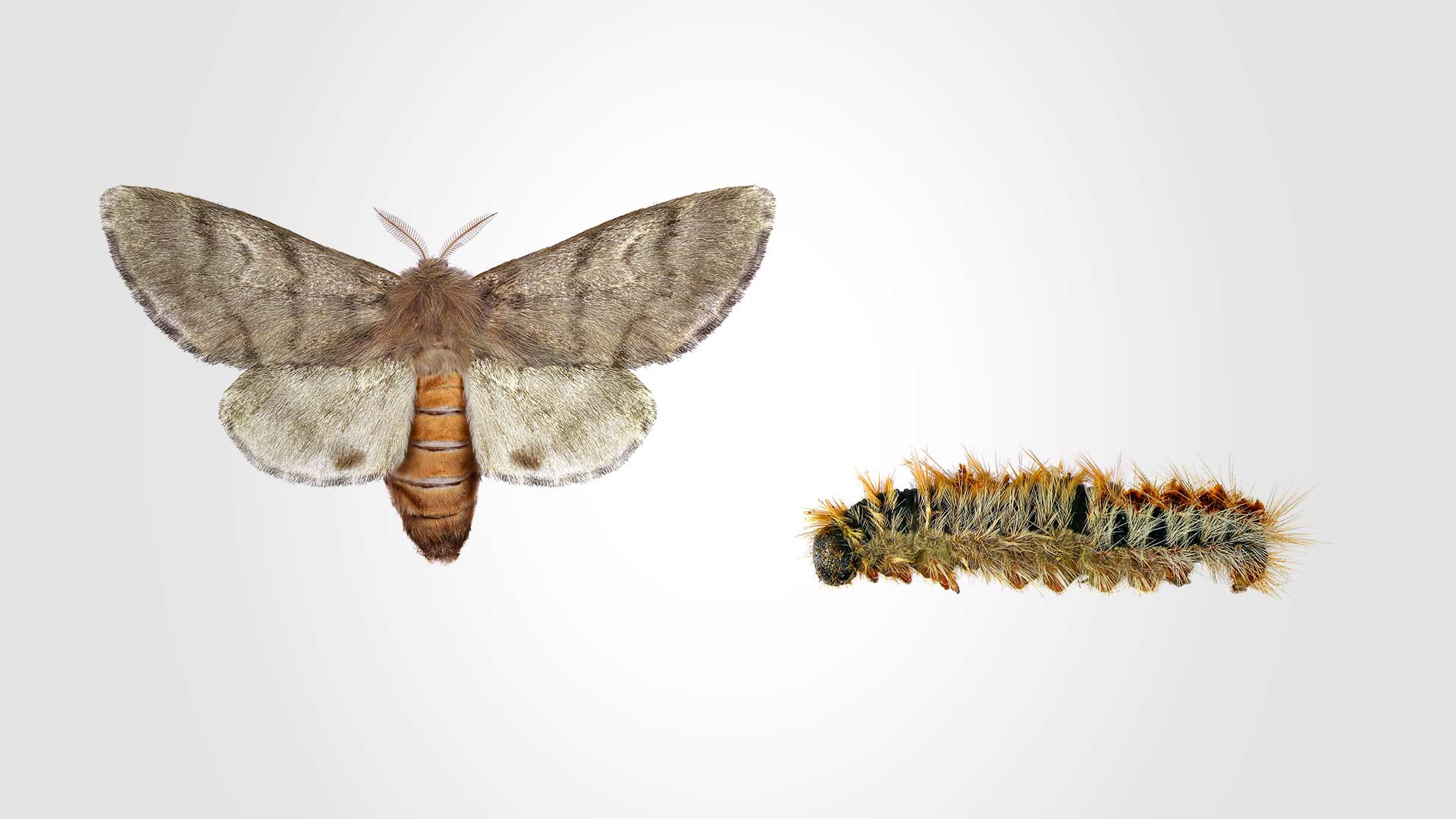 eichenprozessionsspinner-2 Eichenprozessionsspinner im Larvenstadium und nach der Verpuppung