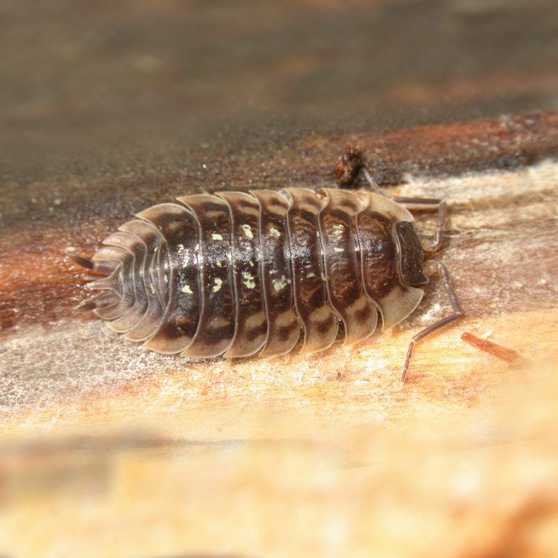 Eine Kellerassel auf einem Stück Holz