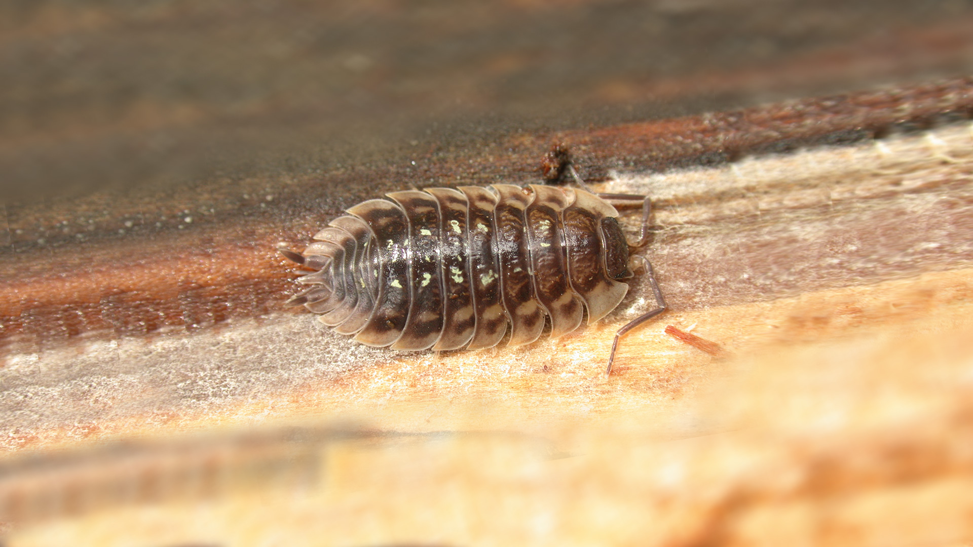 Eine Kellerassel auf einem Stück Holz