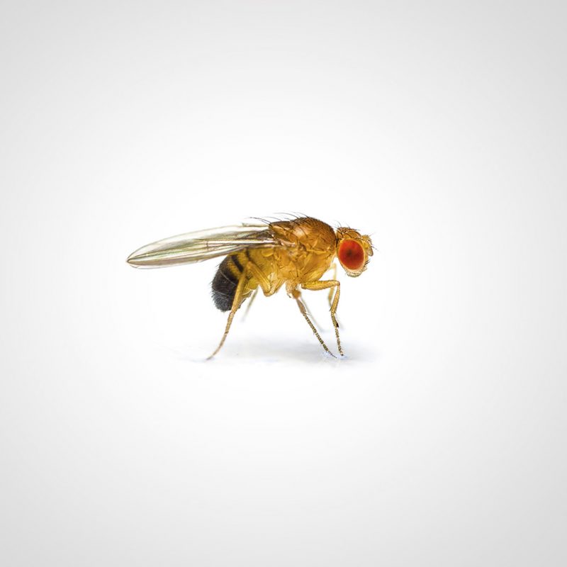 Fruchtfliege