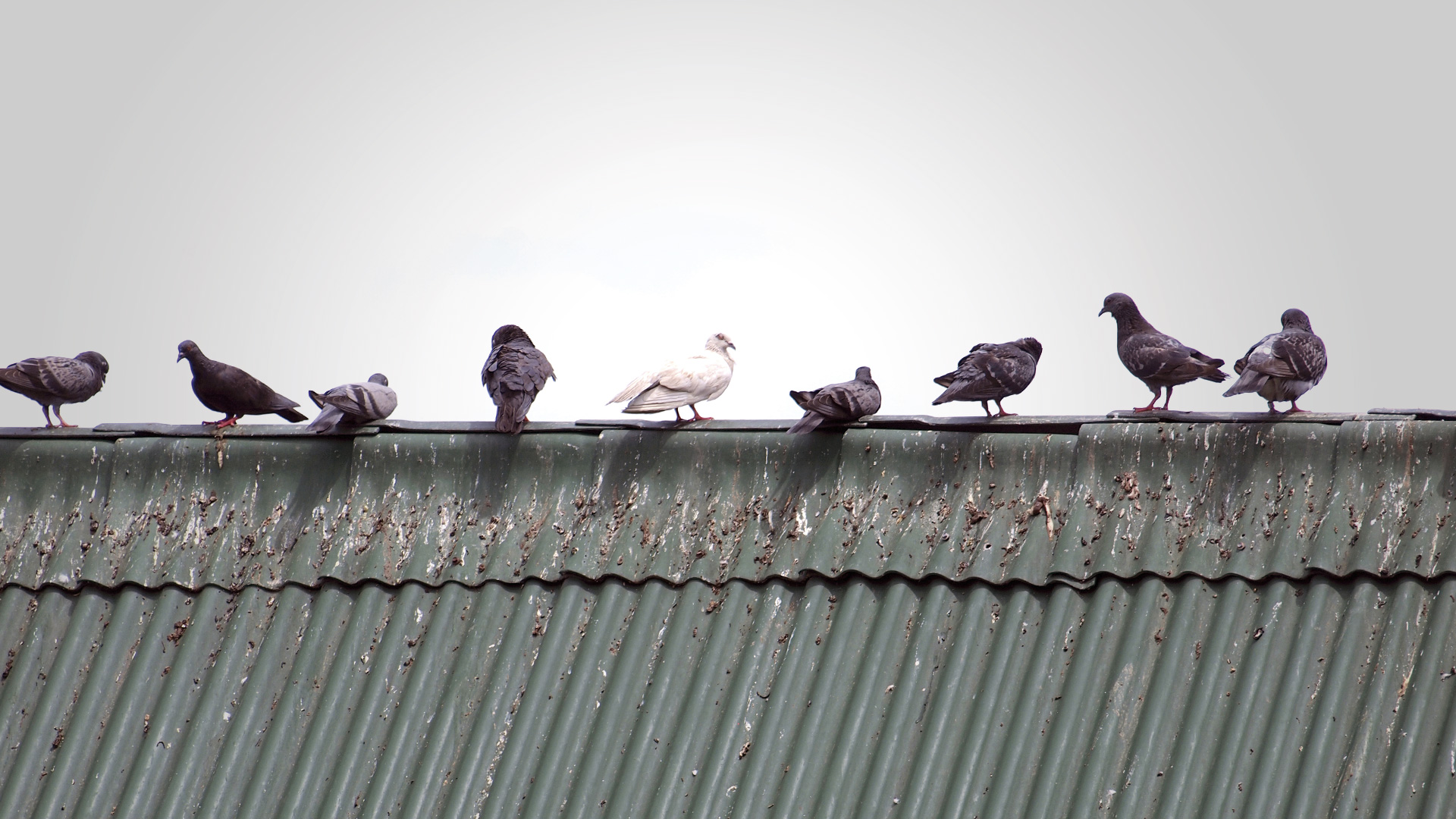 Tauben sitzen auf einem Dach