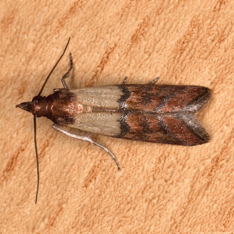 Dörrobstmotte auf braunem Hintergrund