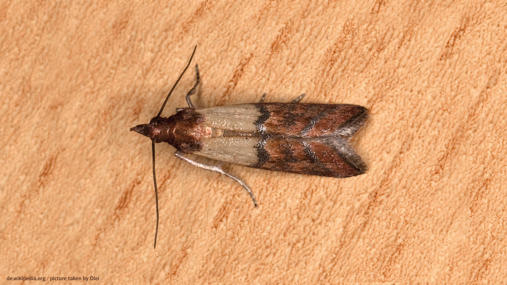 Dörrobstmotte auf braunem Hintergrund