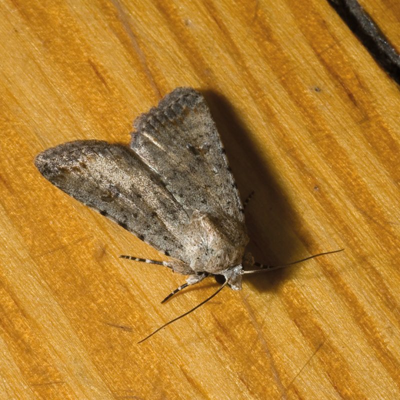 Getreidemotte auf einem Holz