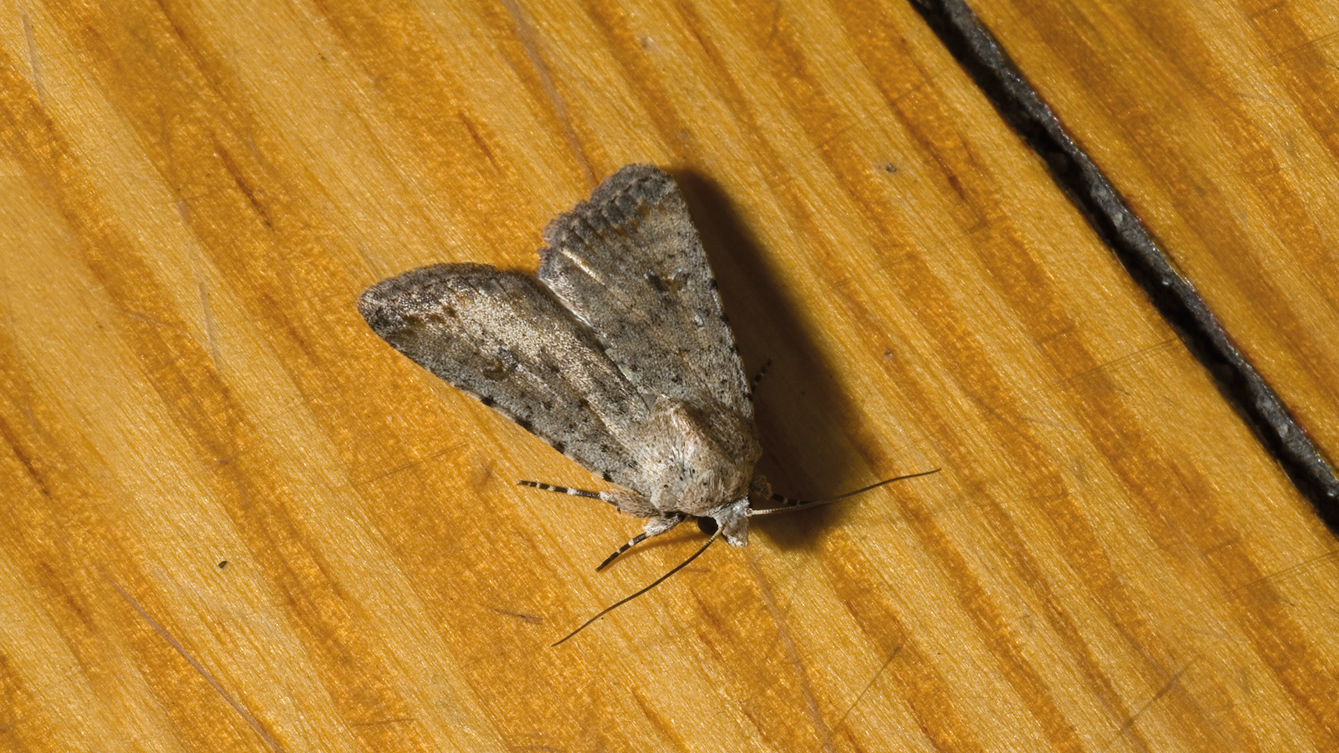 Getreidemotte auf einem Holz