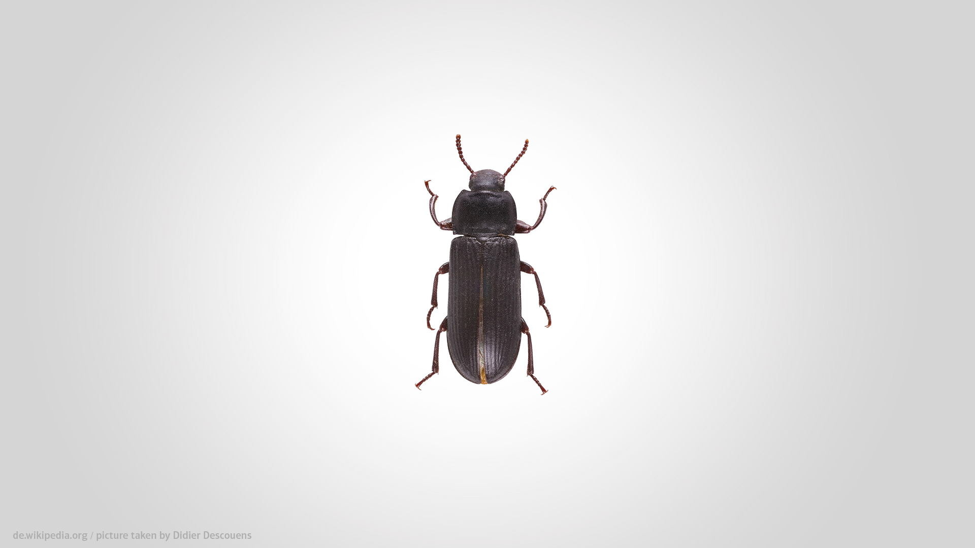 Mehlkäfer auf grauem Hintergrund