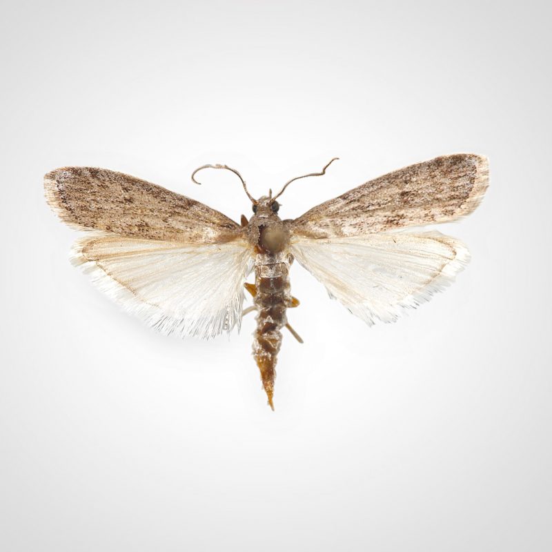 Mehlmotte auf grauem Hintergrund