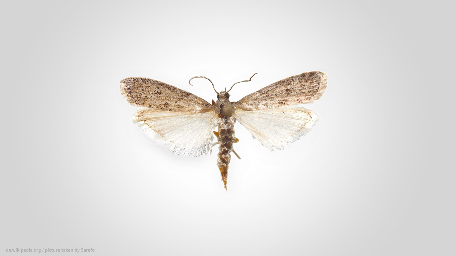 Mehlmotte auf grauem Hintergrund