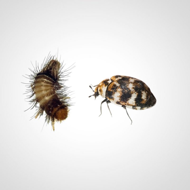 Wollkraut Blütenkäfer auf grauem Hintergrund