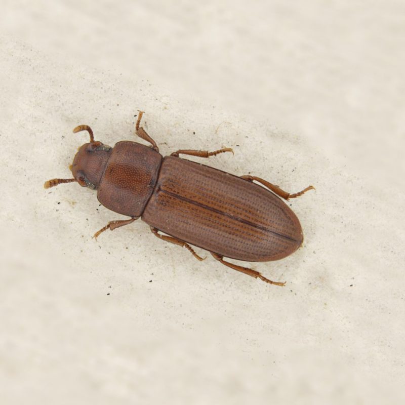Der Amerikanische Reismehlkäfer