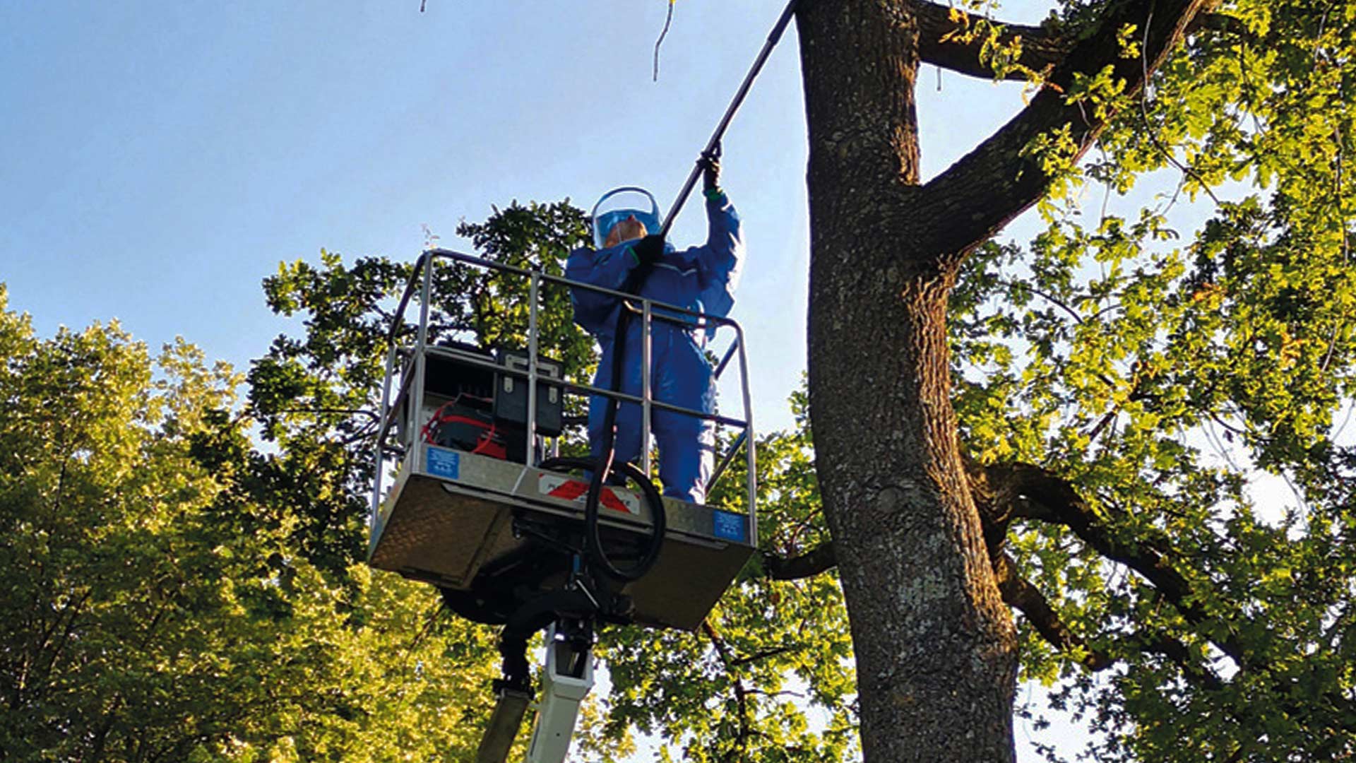 eichenprozesseionsspinner-bilder-absammeln Fleschhut Schädlingsbekämpfung sammelt den Eichenprozessionsspinner von einem Baum ab