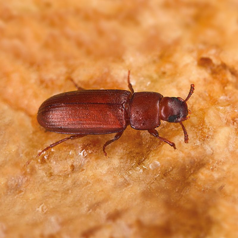 Der Reismehlkäfer auf Lebensmitteln