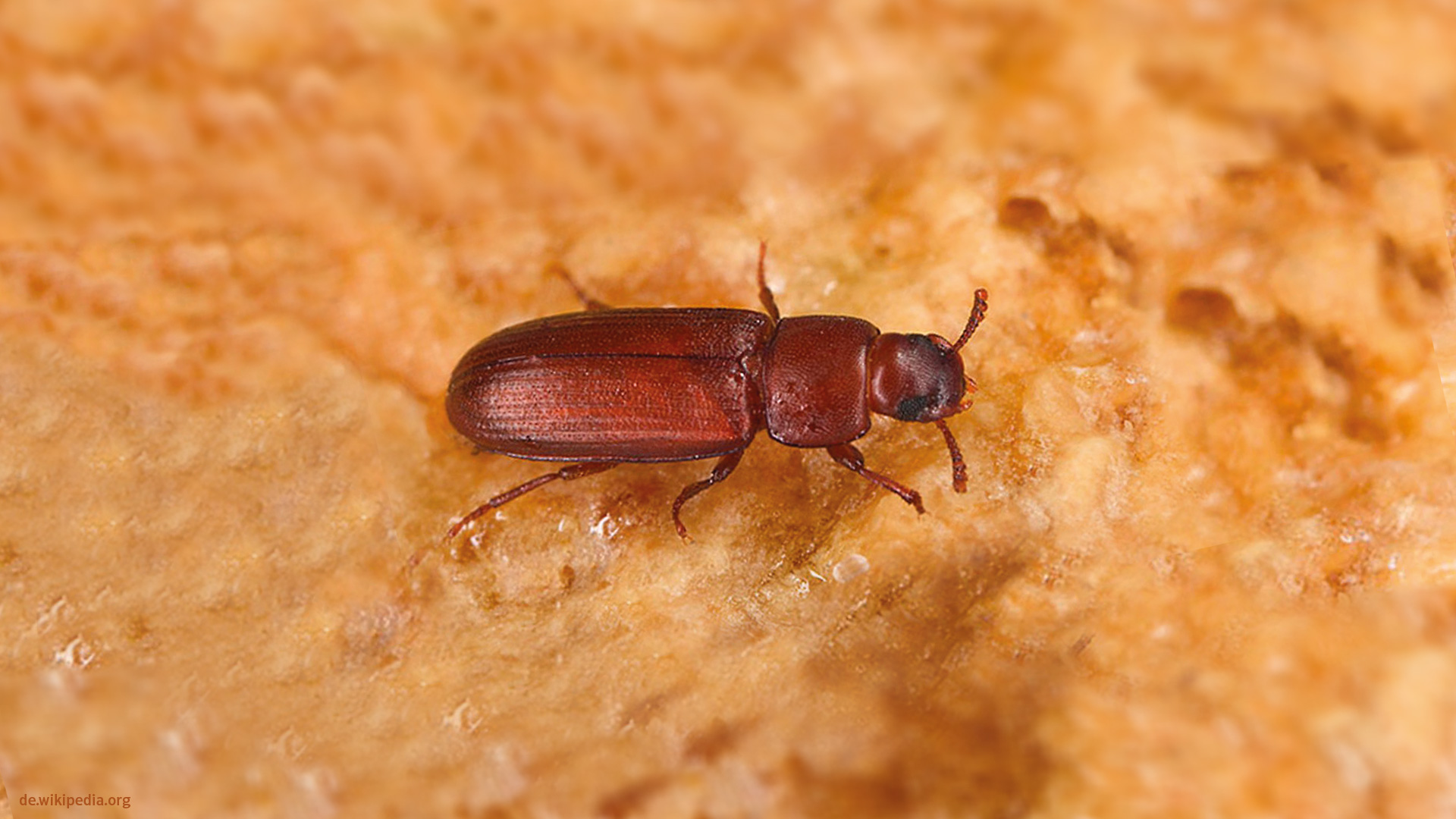 Der Reismehlkäfer auf Lebensmitteln